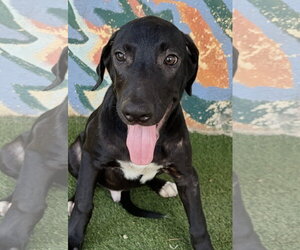 Mastador Dogs for adoption in Oakland Park, FL, USA