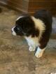 Small Photo #4 Australian Shepherd Puppy For Sale in FRUIT COVE, FL, USA