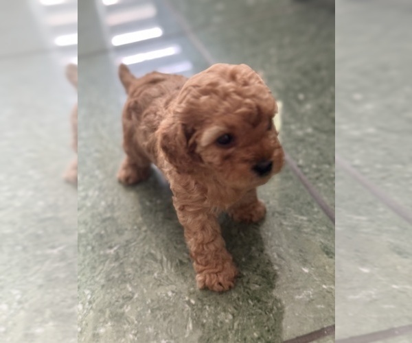 Medium Photo #17 Cavapoo-Poodle (Toy) Mix Puppy For Sale in PENSACOLA, FL, USA