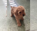Small Photo #17 Cavapoo-Poodle (Toy) Mix Puppy For Sale in PENSACOLA, FL, USA