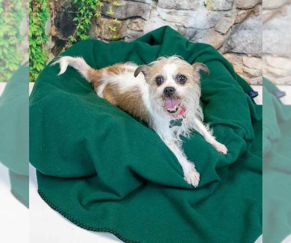 Medium Photo #4 Mutt Puppy For Sale in Kennesaw, GA, USA