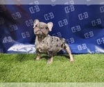 Small Photo #6 French Bulldog Puppy For Sale in DUNCANVILLE, TX, USA