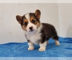 Small Photo #3 Pembroke Welsh Corgi Puppy For Sale in CLARK, MO, USA