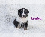 Puppy Louisa Australian Shepherd