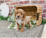 Small #10 Poodle (Miniature)