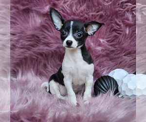 Chihuahua Puppy for sale in INDIANAPOLIS, IN, USA