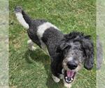 Small #3 Poodle (Standard)