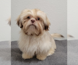 Shih Tzu Puppy for sale in OAKLEY, CA, USA