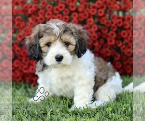 Bernedoodle (Miniature) Puppy for sale in ATGLEN, PA, USA