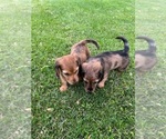Small Photo #4 Dachshund Puppy For Sale in PERRYSBURG, OH, USA