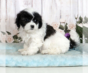 Zuchon Puppy for sale in PENNS CREEK, PA, USA