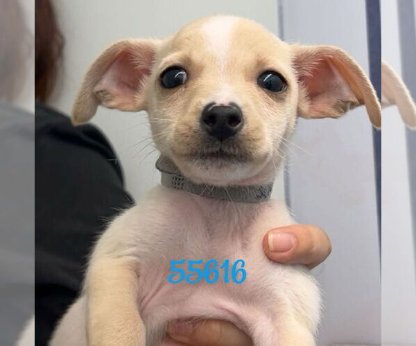 Medium Photo #1 Chihuahua-Unknown Mix Puppy For Sale in Chico, CA, USA