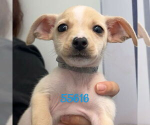 Chihuahua-Unknown Mix Dogs for adoption in Chico, CA, USA