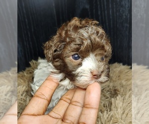 Poodle (Toy) Puppy for sale in FORT WASHINGTON, MD, USA