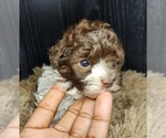 Small Poodle (Toy)