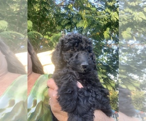 Goldendoodle Puppy for sale in WILTON, CA, USA