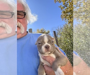 Medium Boston Terrier