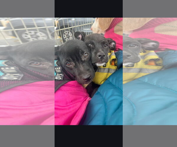 Medium Photo #7 Mutt Puppy For Sale in NYC, NY, USA