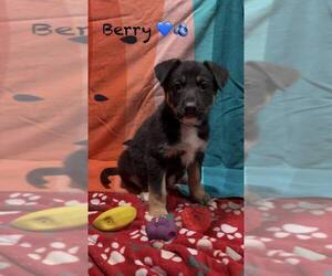 Mutt Dogs for adoption in Turlock, CA, USA