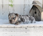 Small #2 French Bulldog