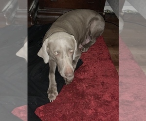Mother of the Weimaraner puppies born on 11/30/2021