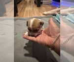 Small #1 Jack Russell Terrier