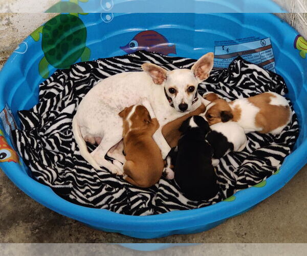 Medium Photo #3 Rat-Cha Puppy For Sale in Royal Palm Beach, FL, USA