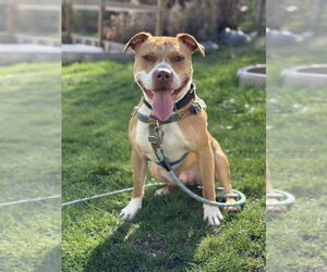 American Staffordshire Terrier-Unknown Mix Dogs for adoption in Springdale, PA, USA