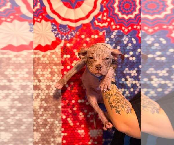 Medium Photo #13 Mutt Puppy For Sale in New York, NY, USA