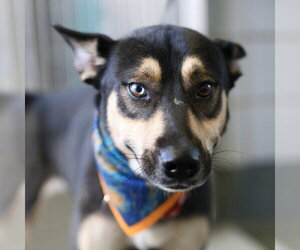 Siberian Husky-Unknown Mix Dogs for adoption in San Antonio, TX, USA