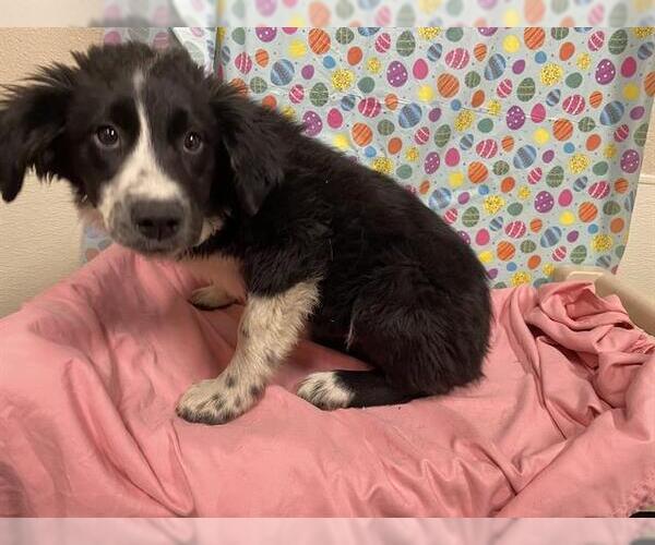 Medium Photo #1 Border Collie Puppy For Sale in Modesto, CA, USA