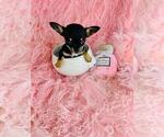 Small #5 Chihuahua
