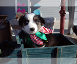 Small Photo #1 Miniature Australian Shepherd Puppy For Sale in WITTMANN, AZ, USA