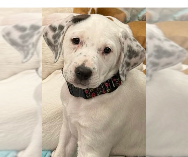 Medium Photo #12 Mutt Puppy For Sale in Wenonah, NJ, USA