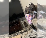 Small #21 French Bulldog