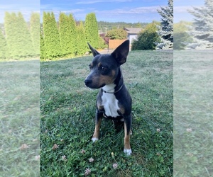 Rat Terrier Puppy for sale in BELLINGHAM, WA, USA