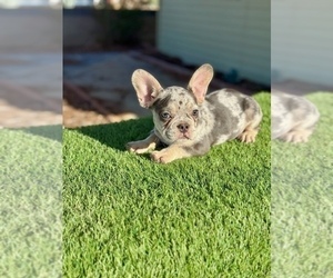 French Bulldog Puppy for sale in WINNSBORO, TX, USA