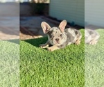 Small French Bulldog