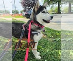 Small #3 Gerberian Shepsky