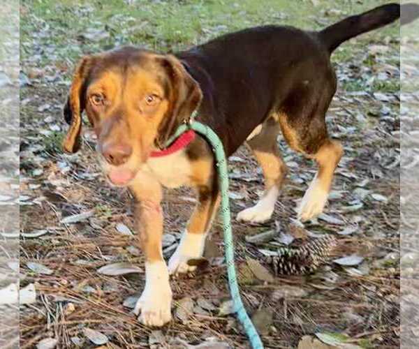 Medium Photo #4 Beagle Puppy For Sale in Dunnellon, FL, USA