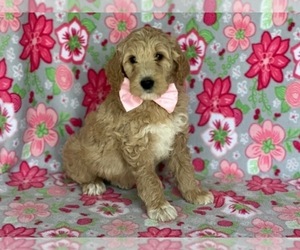 Goldendoodle Puppy for sale in LANCASTER, PA, USA