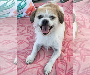 Border Terrier-Unknown Mix Dogs for adoption in Newport Beach, CA, USA