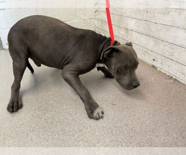 Medium Photo #1 American Pit Bull Terrier Puppy For Sale in San Bernardino, CA, USA