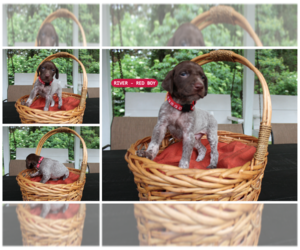 German Shorthaired Pointer Puppy for Sale in QUITMAN, Texas USA