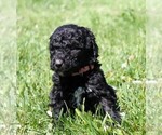 Small Photo #18 Saint Berdoodle Puppy For Sale in CLAYTON, WA, USA