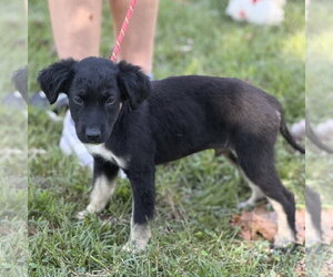 MARTIN - Male Mutt Dog for Adoption - Photo #3