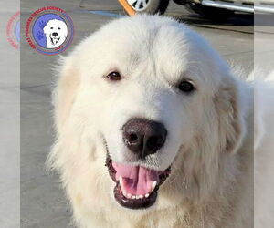 Great Pyrenees Dogs for adoption in Spring, TX, USA