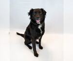Small #4 Border Collie-Retriever  Mix