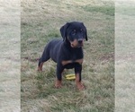 Small Photo #4 Rottweiler Puppy For Sale in FREDERICKSBURG, OH, USA