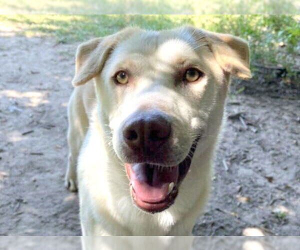 Medium Photo #3 Mutt Puppy For Sale in Anniston, AL, USA